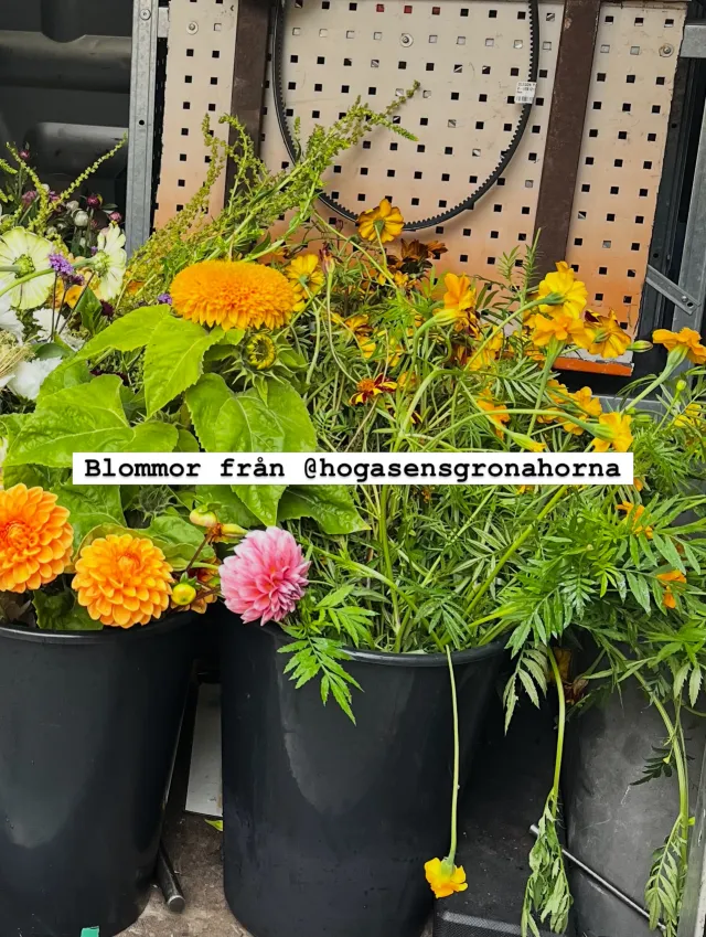 Instagram-inlägg – bild 2 av 5